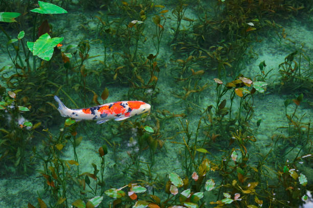 Garden pond with koi fish.