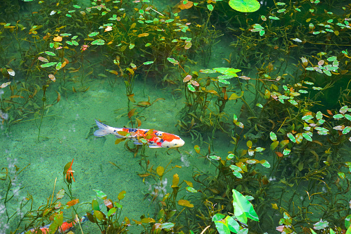 Pretty mother and a young baby relax on a rock while watching the Koi fish swim by