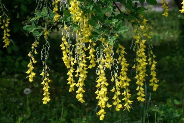 Tree with yellow flowers of Laburnum anagyroides, the common laburnum, golden chain or golden rain, in full bloom in a sunny spring garden, beautiful outdoor floral background