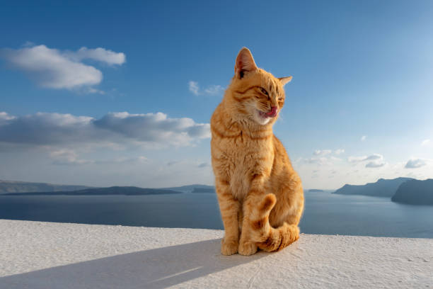 istock Ginger cat in Santorini island, Greece 1315319996