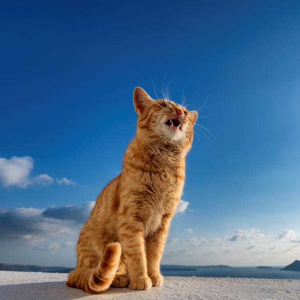 istock Ginger cat in Santorini island, Greece 1315320120