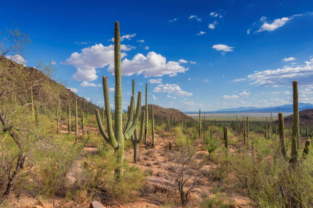 istock Saguaro Cactus in desert, Arizona 1315320250