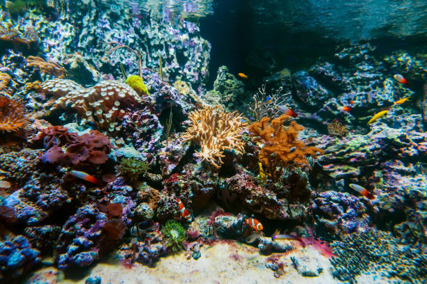 istock exotic tropical fish swim between coral reefs and algae in an aquarium 1315321148