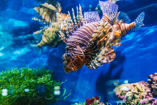 beautiful exotic fish red lionfish Pterois volitans swimming in blue water in an aquarium