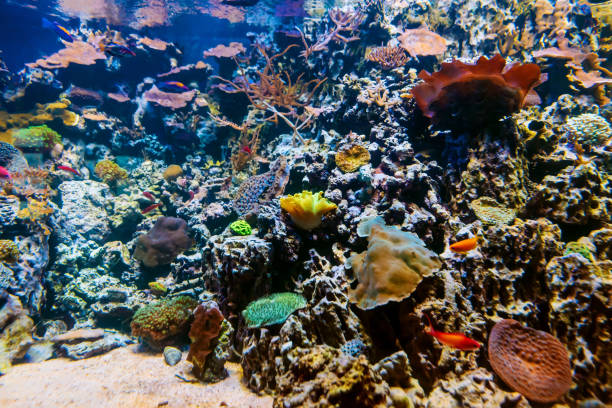 istock exotic tropical fish swim between coral reefs and algae in an aquarium 1315321182