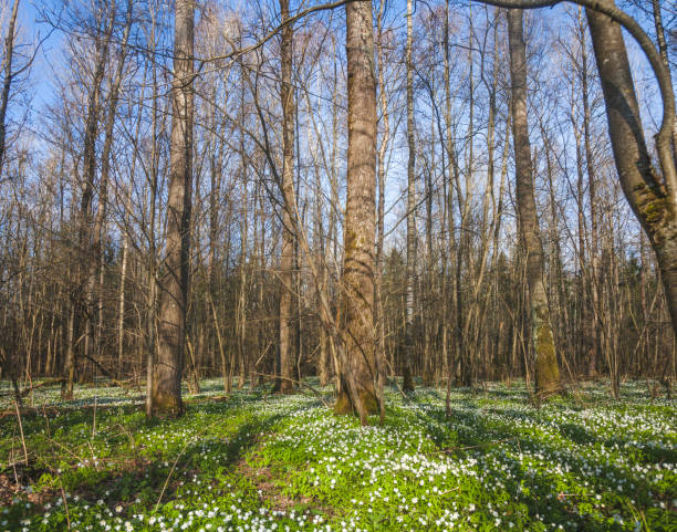 istock Anemone nemorosa flowers in forest. Spring nature 1315321406