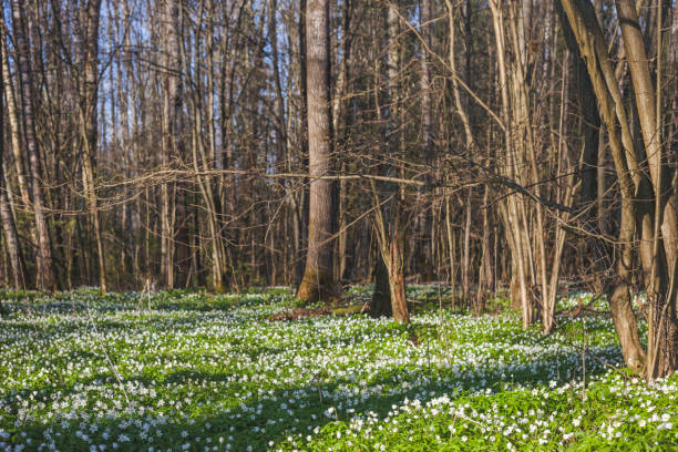 istock Anemone nemorosa flowers in forest. Spring nature 1315321440