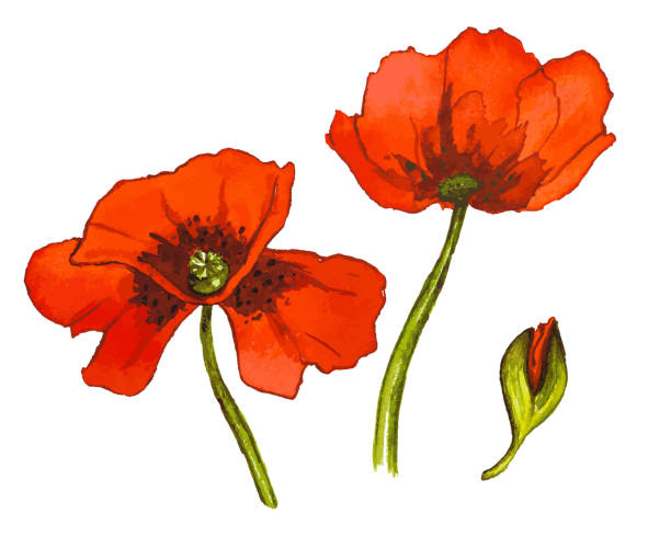 набор цветов красного акварели мака. иллюстрация вектора - stem poppy fragility flower stock illustrations
