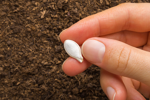 Dry white pumpkin seed on young adult woman finger on fresh dark soil background. Closeup. Preparation for garden season in early spring. Top down view.