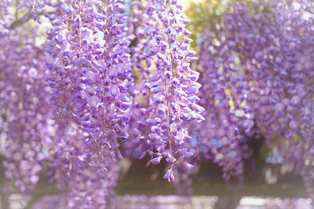 wisteria flowers in full bloom. - wisteria imagens e fotografias de stock