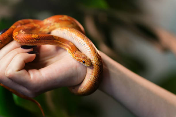 Corn snake wrapped around woman hand Corn snake wrapped around woman hand on green nature background. Exotic pet. Close-up. Wildlife concept. elaphe guttata guttata stock pictures, royalty-free photos & images