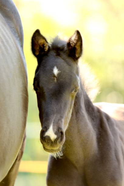 istock Foal 2021 in April 1315325933