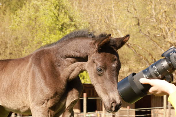 istock Foal 2021 in April 1315326827