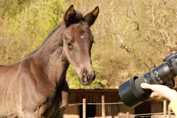 istock Foal 2021 in April 1315326846
