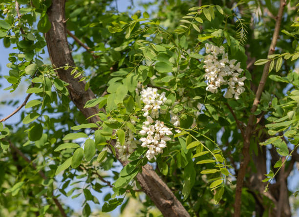 istock white flowers tree acacia. Blossoming acacia with leafs 1315326859