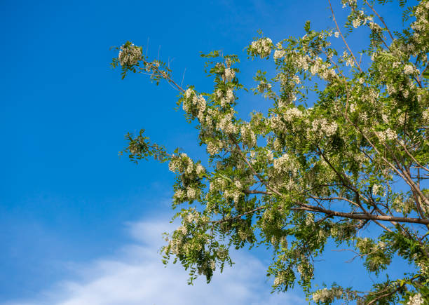 istock white flowers tree acacia. Blossoming acacia with leafs 1315326891