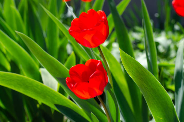 istock Spring flowers. Red tulips. Flower bed. 1315327946