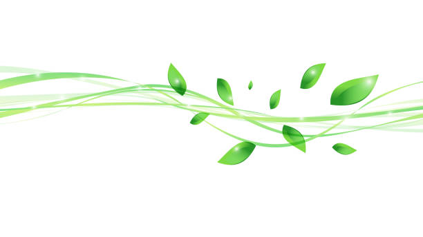 лист, ветер, эко вектор иллюстрации белый фоновый материал - spring leaf wind sunlight stock illustrations