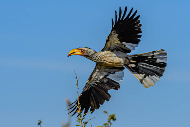 istock Yellow Billed Hornbill in flight 1315328093