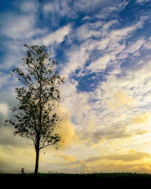 istock Tall tree silhouette during evening time with beautiful cloudy colorful sky. 1315328722
