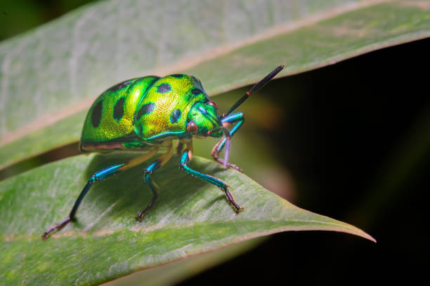 istock Green jewel bug also known as Metallic shield bug on the leaf with selective focus. They are also known as shield-backed bugs. These are polyphagous species. 1315328839