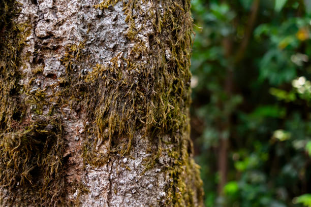 istock Moss on tree trunk in the subtropical moist broadleaf forest with selective focus. 1315328893