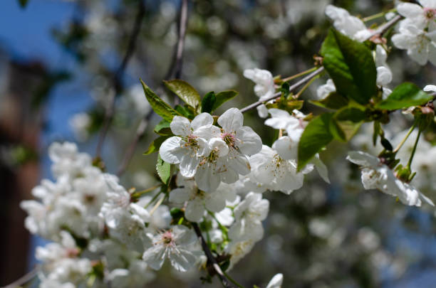 istock Spring flowers. Apricot flowers. Yellow flowers on the tree. 1315329162