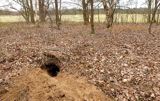 One of the exits from the underground badger den in the woods