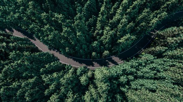 istock 3d render image of aerial view of green forest 1315330135