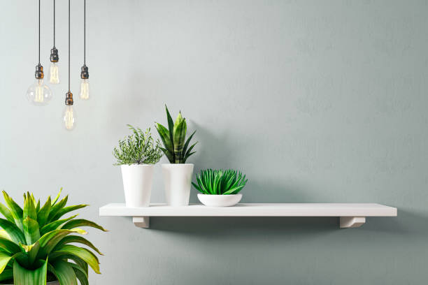 istock 3d render of mock wall with home plants 1315330169