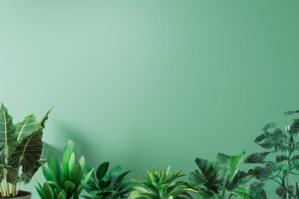 istock 3d render of mock wall with home plants 1315330218