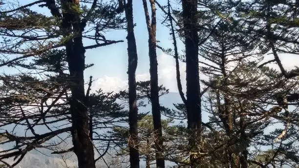 Photo of Sky inside the tree