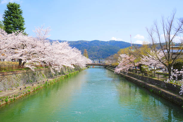 岡崎運河沿いの桜、京都市、京都府、京都府 - 平安神宮 写真 ストックフォトと画像