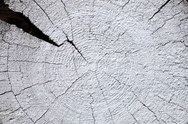 Cross-section of old, cracked, white colored log