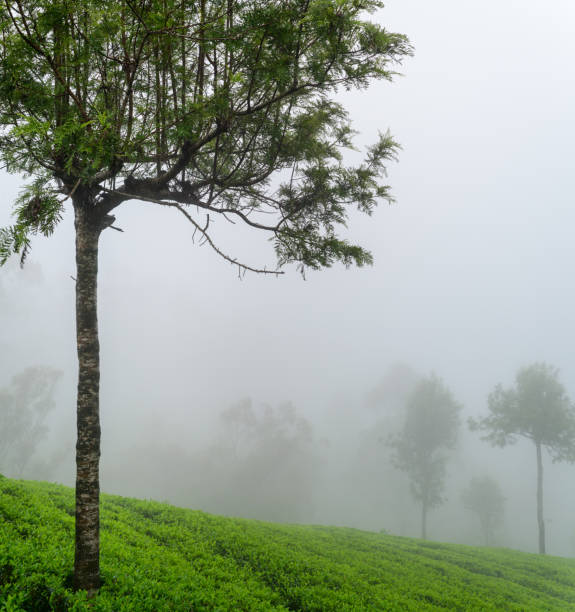 piantagione di tè a lipton seat, haputale, nebbia che copre velocemente la piantagione di tè mentre gli alberi vicini stanno quasi scomparendo. - disappearing nature vertical florida foto e immagini stock
