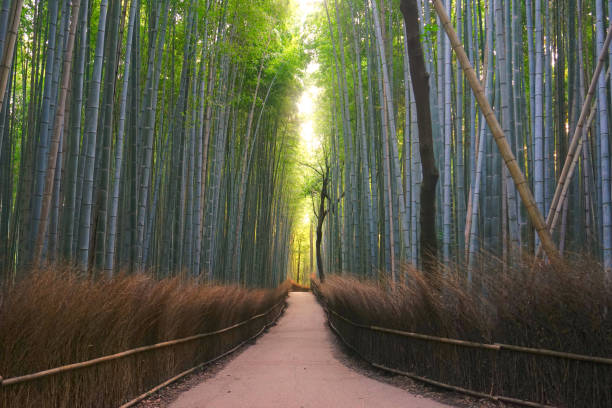 istock bamboo forest, Arashiyama, Kyoto Pref., Japan 1315331797