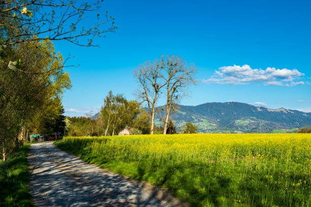 istock Rapeseed field and a country road 1315331824