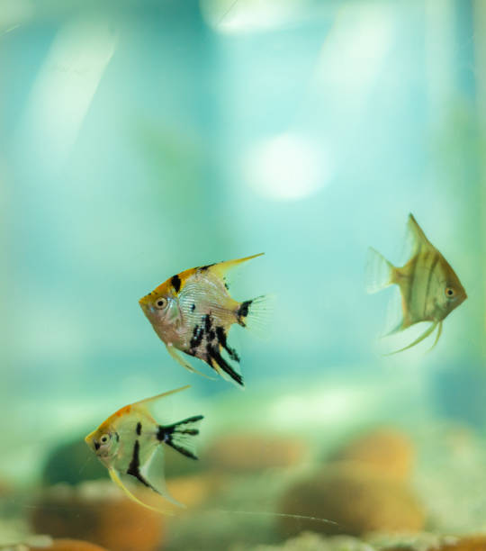 Set of panda angel fishes swimming near the bottom surface of the freshwater fish tank. Set of panda angel fishes swimming near the bottom surface of the freshwater fish tank. zebra cichlid stock pictures, royalty-free photos & images