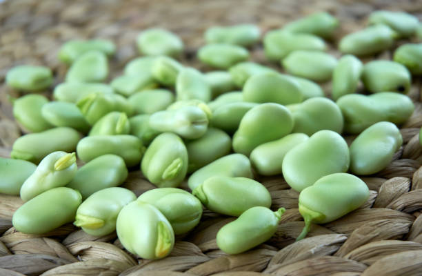 fava crua fresca e orgânica, grãos largos - broad bean bean agriculture nature - fotografias e filmes do acervo