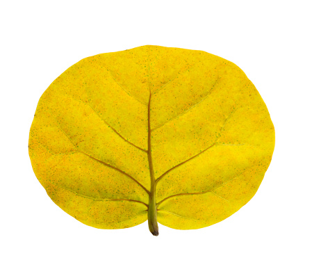 Back side of yellow leaves of the Seagrape plant or known as Seaside grape, isolated and dicut with clipping path on white background