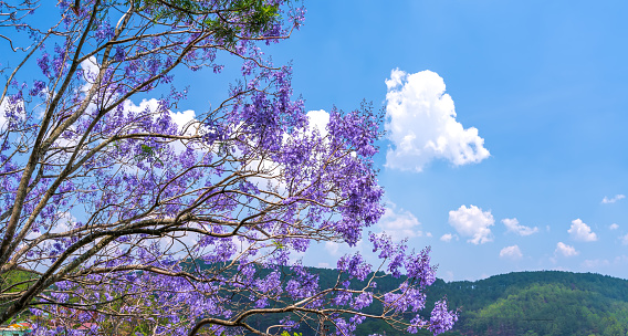 Jacaranda flowers bloom in the sunny sky when spring comes