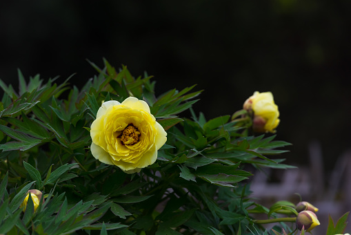 Yellow peony flower
