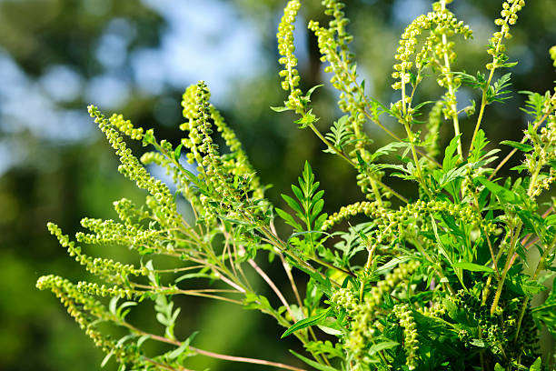 Close-up of green pollen on ragweed plant stock photo