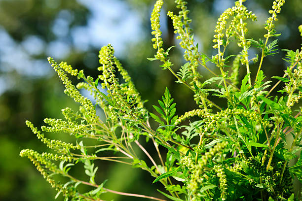 Close-up of green pollen on ragweed plant Flowering ragweed plant growing outside, a common allergen ragweed stock pictures, royalty-free photos & images