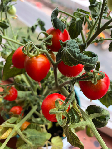 Balcony garden: ripe potted tomatoes on a balcony in a residential apartment building. Copy space.