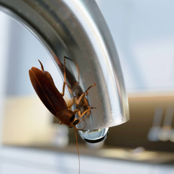 Cockroach drinking water from the kitchen tap Cockroach drinking water from the kitchen tap periplaneta americana stock pictures, royalty-free photos & images
