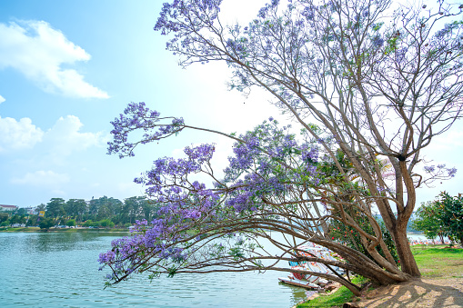 Jacaranda flowers blooming season the shores of Lake Xuan Huong, Da Lat, Vietnam
