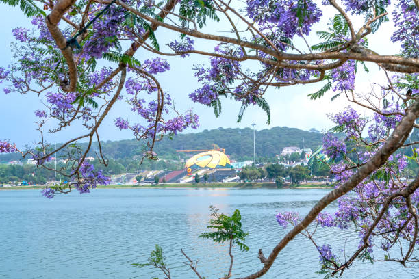 istock Jacaranda flowers blooming season 1315337364