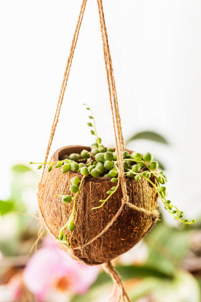 istock Hanging flower pot made of the coconut shell 1315339444