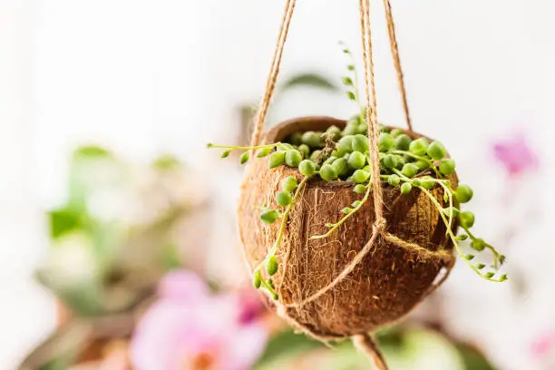 Coconut shell hanging flower pot with Senecio Rowleyanus or String of Pearls plant. DIY project, waste upcycling concept